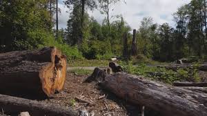 Best Firewood Processing and Delivery  in Stone Ridge, VA