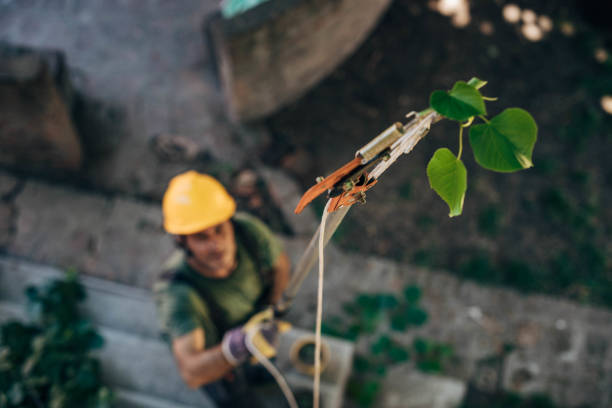 Best Stump Grinding and Removal  in Stone Ridge, VA