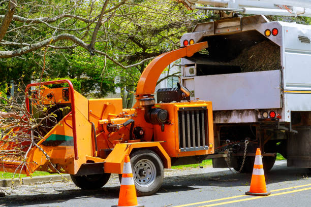 How Our Tree Care Process Works  in  Stone Ridge, VA