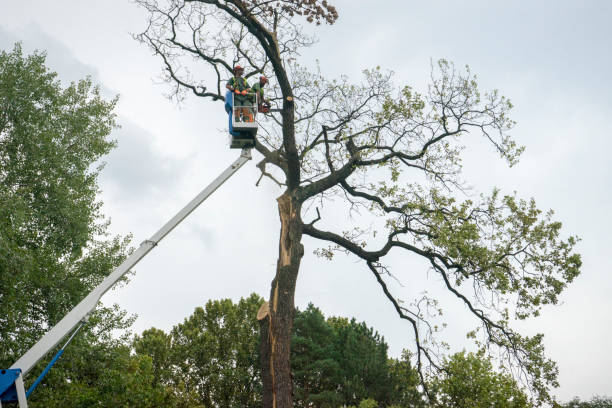 Best Pest Control for Lawns  in Stone Ridge, VA