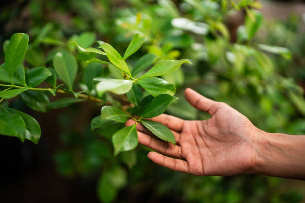 Stone Ridge, VA Tree Services Company