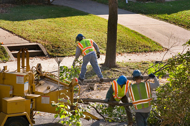 Best Tree Preservation Services  in Stone Ridge, VA