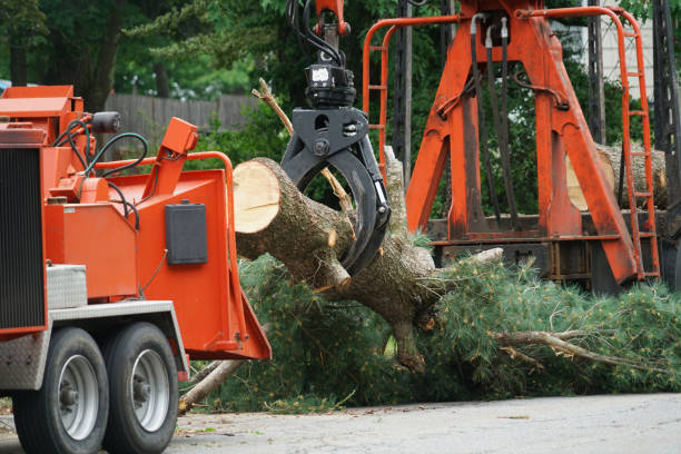 Best Aeration Services  in Stone Ridge, VA