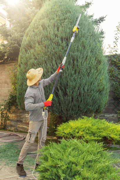 Best Leaf Removal  in Stone Ridge, VA