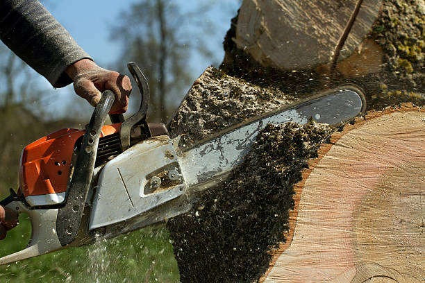 Best Tree Risk Assessment  in Stone Ridge, VA